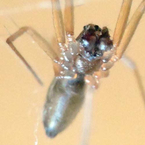Réf. 270 761 : Neriene peltata